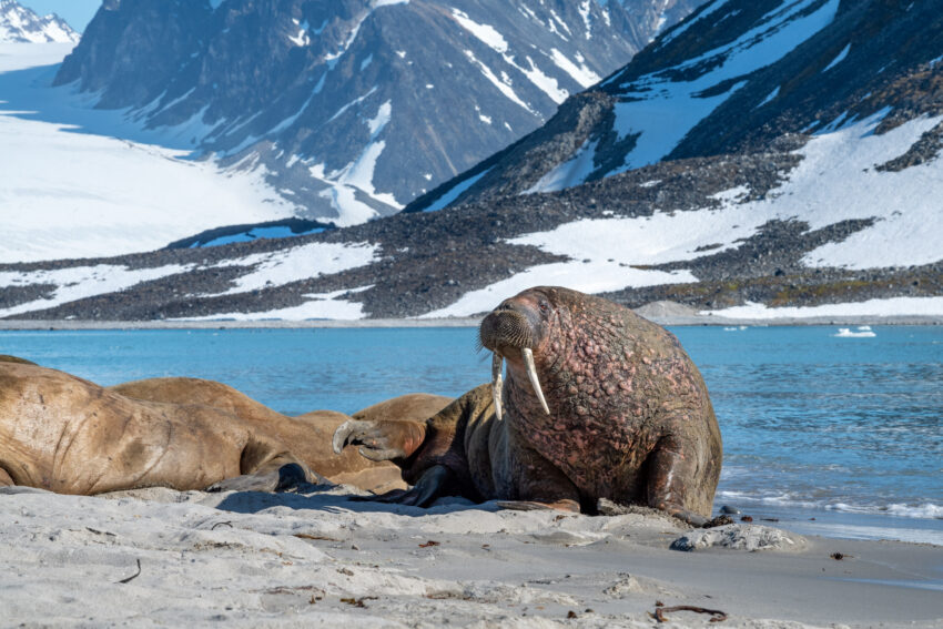 Svalbard Wildlife