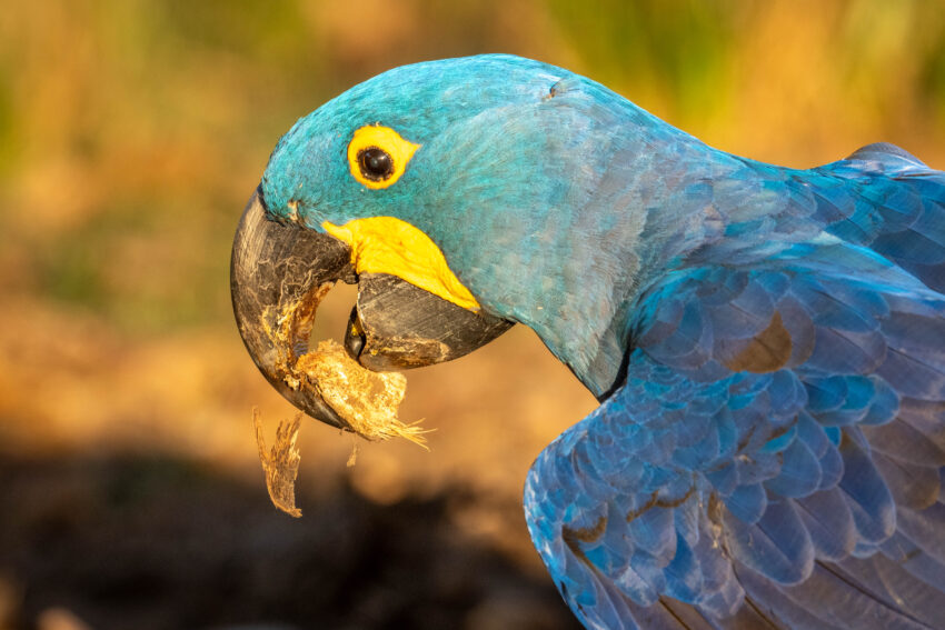 Natural Pantanal