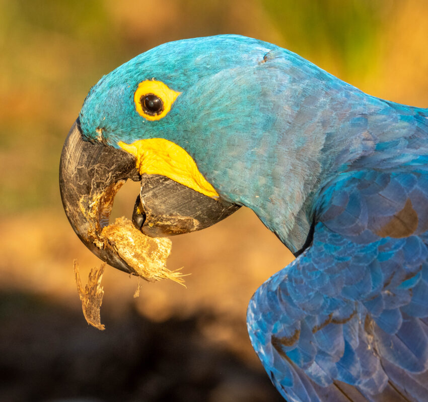 Natural Pantanal