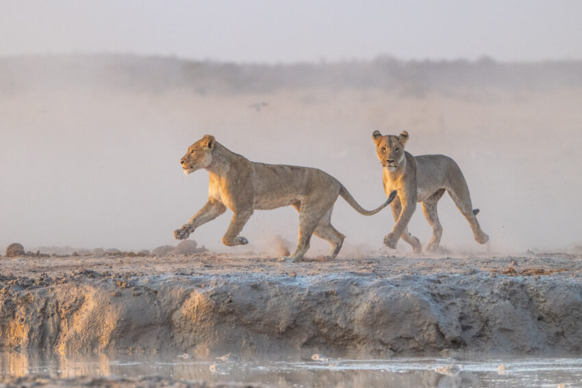 African Lions